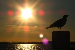 Bird Sunset Clone