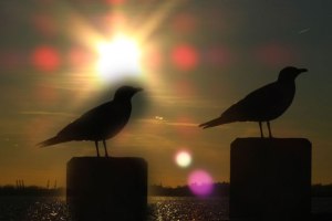 Bird-Sunset-Clone