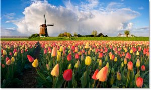 dutch-windmill-flowers